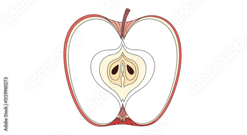 Half of an Apple Detailed Cross Section Anatomy of the Fruit Close-up