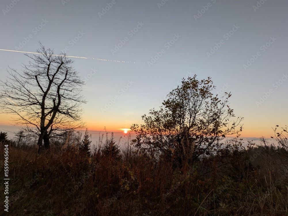 Sunset above the clouds with trees Sunset above the clouds with trees