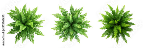 Green fern plants in top view isolated on transparent or white background. Flat Lay of Green Fern Foliage Isolated for Botanical Design Projects