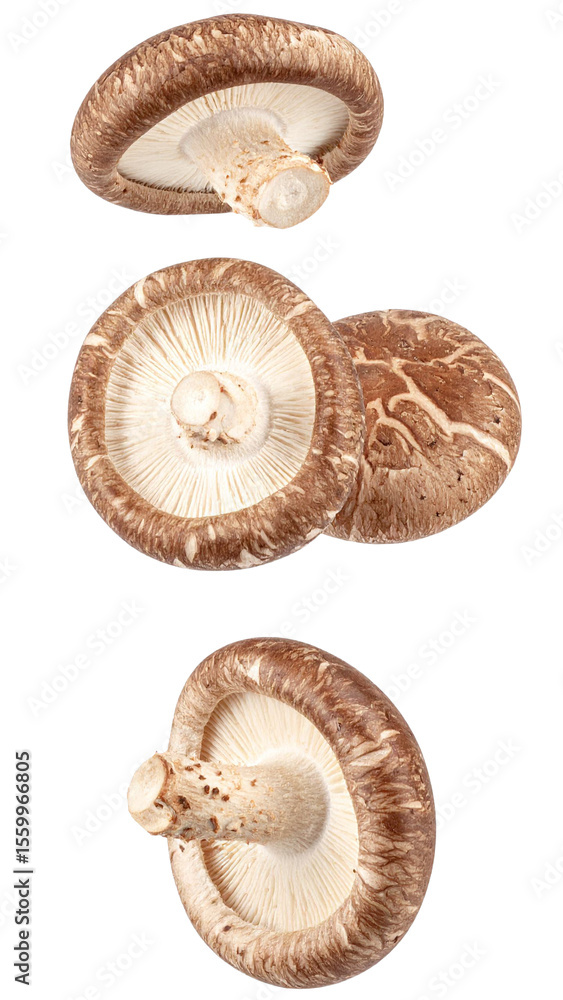 Set of three fresh shiitake mushrooms falling against a transparent background, ideal for food related designs Set of three fresh shiitake mushrooms falling against a transparent background, ideal for food related designs