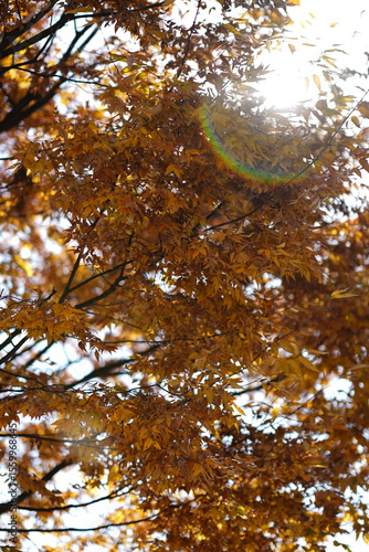 Autumn leaves in Korea 2