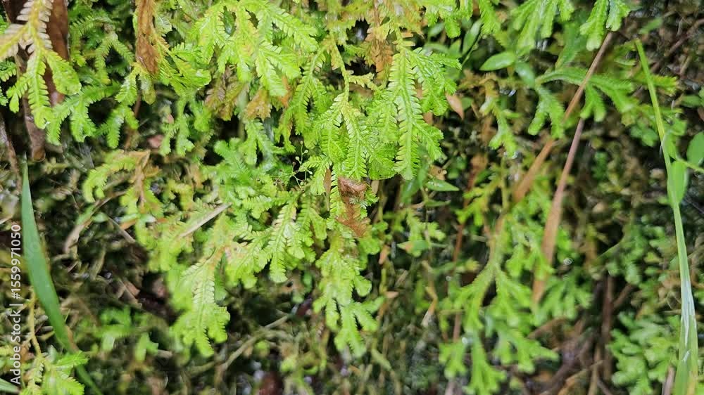 Close-up of ferns, aquatic plants, green moss growing beneath a waterfall stream cliff — gentle water trickling and dripping. A moist forest micro-ecosystem landscape. Video with natural sounds of flo Close-up of ferns, aquatic plants, green moss growing beneath a waterfall stream cliff — gentle water trickling and dripping. A moist forest micro-ecosystem landscape. Video with natural sounds of flo