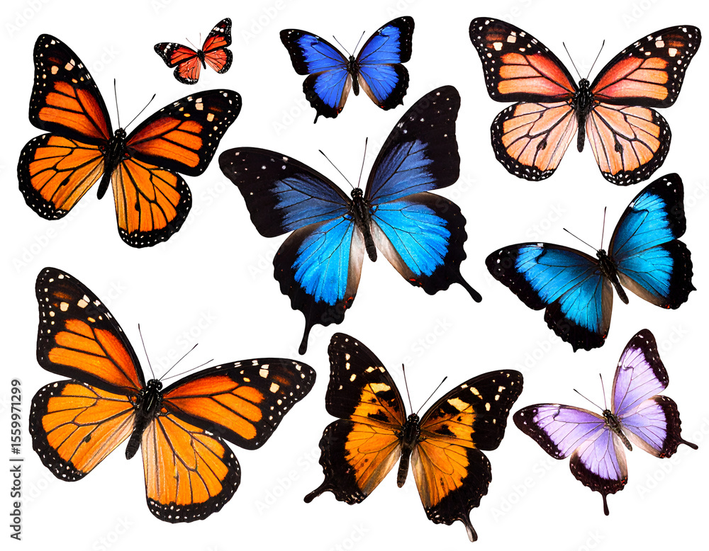 An exquisite display of various butterflies with striking wings, celebrating the wonders of insect life An exquisite display of various butterflies with striking wings, celebrating the wonders of insect life