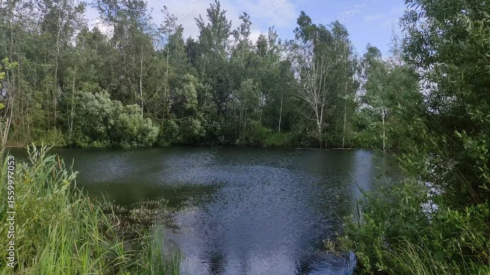 Forest lake at Summer day - European nature landscape Forest lake at Summer day - European nature landscape