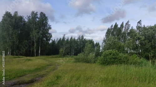 Green Grass field with road with Trees and Wind on blue cloudy Sky background - Russian nature landscape