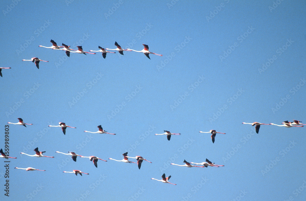 Flamant rose,
Phoenicopterus roseus, Greater Flamingo, Camargue, 13, Bouches du Rhone, France Flamant rose,
Phoenicopterus roseus, Greater Flamingo, Camargue, 13, Bouches du Rhone, France