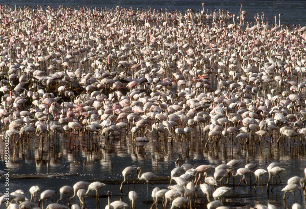 Naklejka premium Flamant nain, Phoeniconaias minor, Lesser Flamingo, Nids, Parc national, Lac Bogoria, Kenya