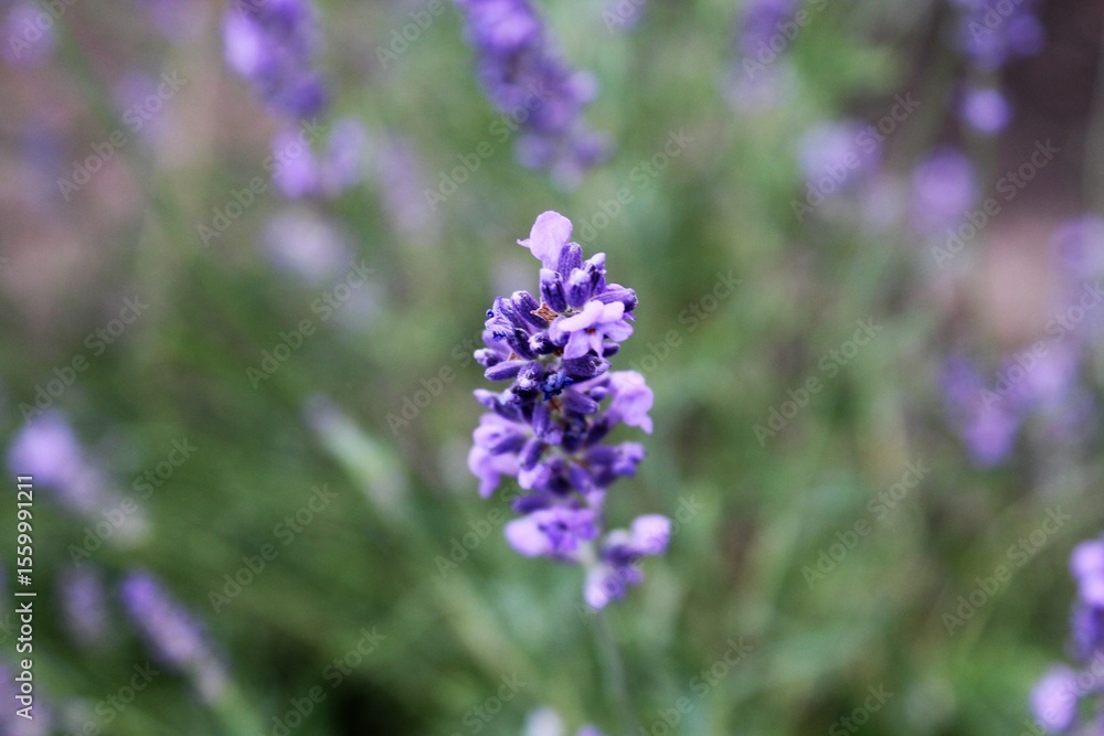 Obraz premium lavender flowers in the field