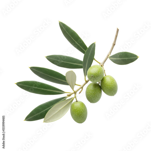Wallpaper Mural Fresh green olives with leaves on a branch isolated on white   Torontodigital.ca