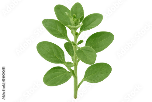 Green plant growing with transparent background