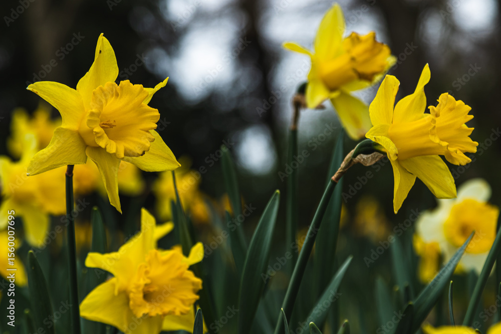 Fototapeta premium daffodils in bloom