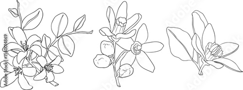 Vector line illustrations of bergamot fruit. Perfect for botanical designs, food packaging, or wellness branding