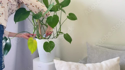 Young woman tending houseplants, trimming yellowed leaves, plant care, indoor gardening, home lifestyle, houseplant maintenance