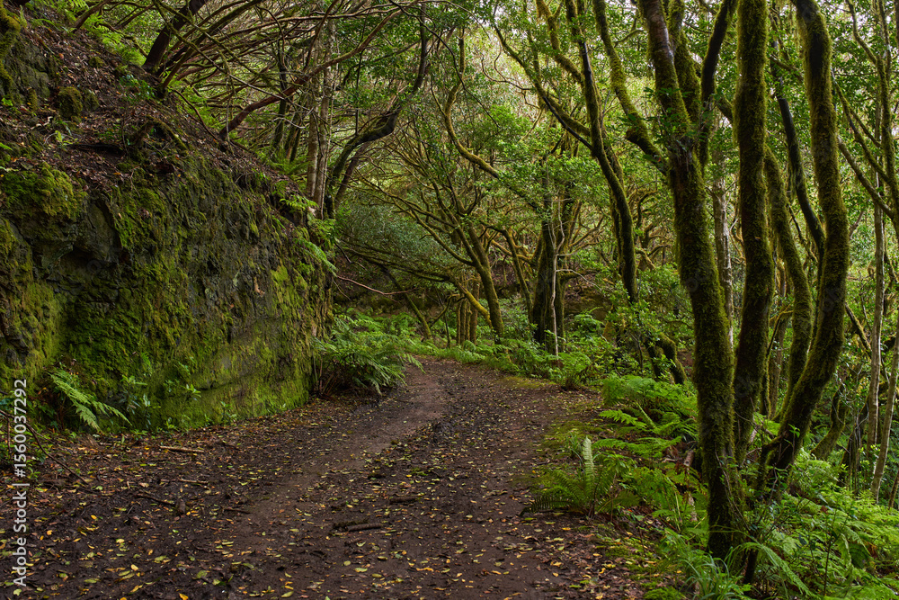 Mossy laurisilva trees in Anaga, Tenerife Mossy laurisilva trees in Anaga, Tenerife