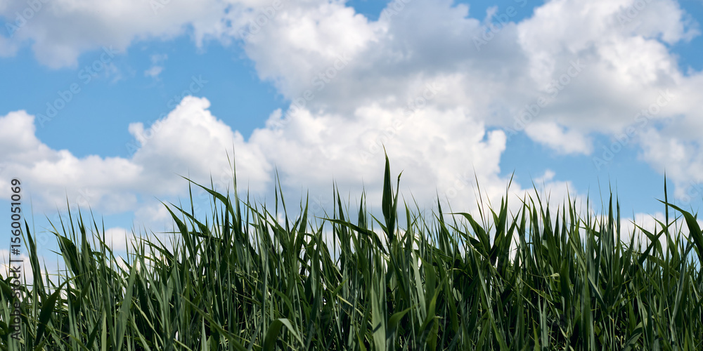 Obraz premium Lush green grass with tall stalks swaying under vibrant blue sky filled with fluffy white clouds on sunny day, top copy space
