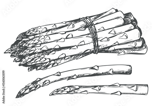Vector sketch of a bunch of asparagus shoots. Green sprouts are tied with a rope and lie on the table. Linear ink drawing of healthy vegetable. Black and white linear illustration engraving technique.