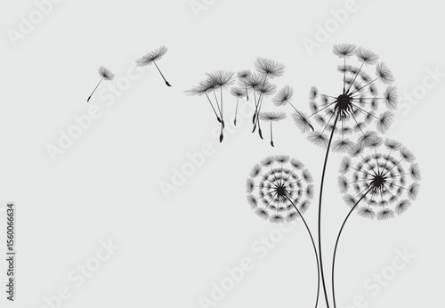 Vector illustration dandelion seed blowing in the wind.  Dandelion on a white background. 