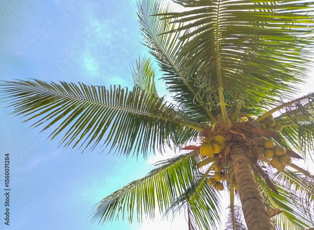 Fototapeta premium coconut palm tree against blue sky