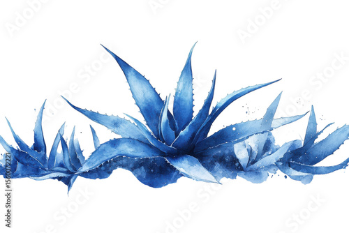 Blue watercolor agave plant illustration with long spiky leaves isolated on Transparent Background