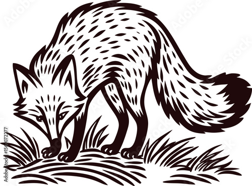 Stylized engraved illustration of a fox sniffing the ground on grass in vintage nature sketch