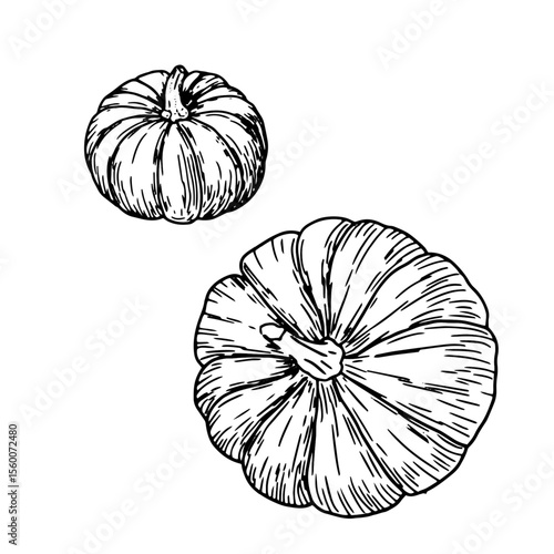 Pumpkins, set, black and white sketch. Vector illustration. A traditional decorative element for Halloween, isolated on a white background. Pumpkins for Thanksgiving, drawing in a simple style.