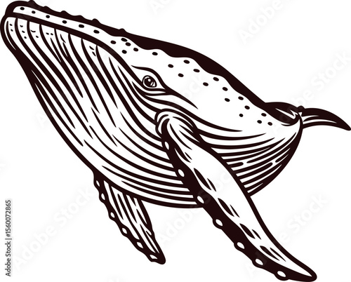 Detailed vintage engraving of a humpback whale swimming with pectoral fins extended, hand drawn illustration