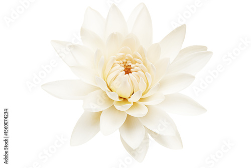 Pure white lily, floral element, transparent background.