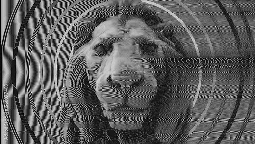 Fotografi Close in on the head of a Lion with a distorted modulation effect