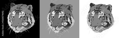Set of tigers on white, black and green background. Isolated object, vector illustration	