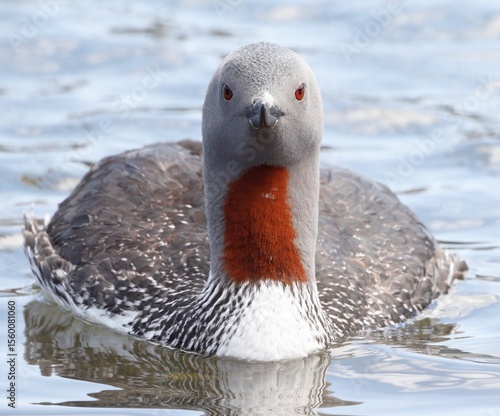 red-throated diver in summer plumage