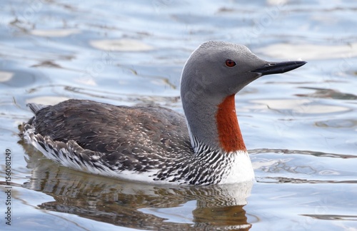 red-throated diver in summer plumage