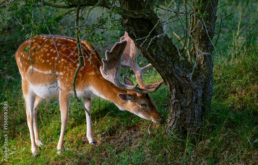 Fototapeta premium white tailed deer