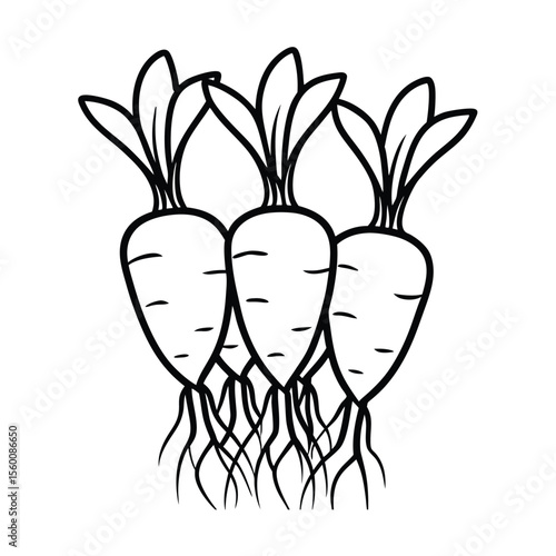 Group of root vegetables showing texture and soil detail Vector illustration