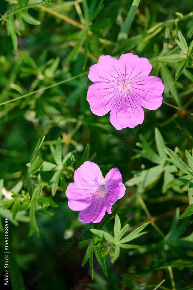 Obraz premium Bloody geranium, is a species of hardy flowering herbaceous perennial plant in the cranesbill family Geraniaceae.