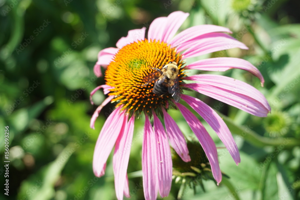 Carpenter Bee on Echinacea Carpenter Bee on Echinacea