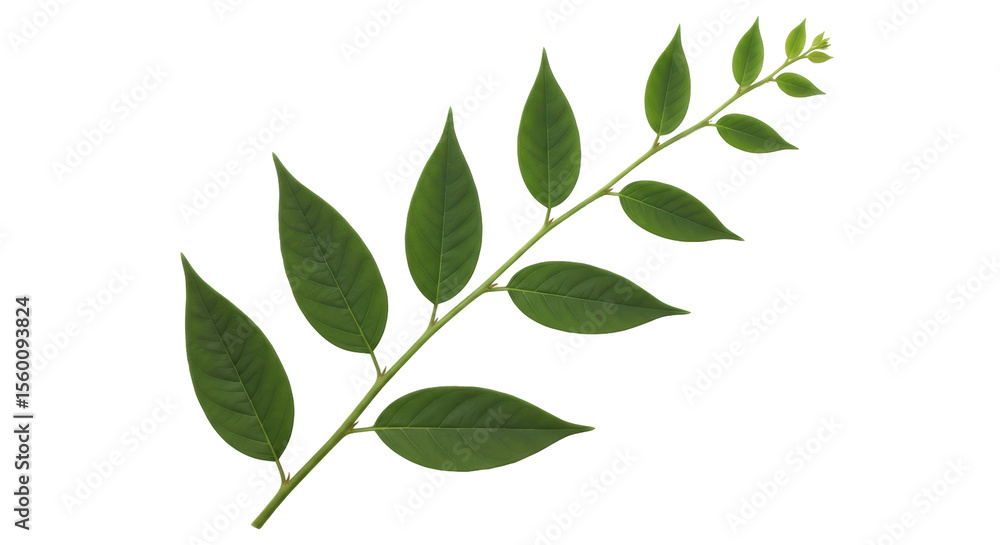 Naklejka premium Isolated Green Leaf Branch