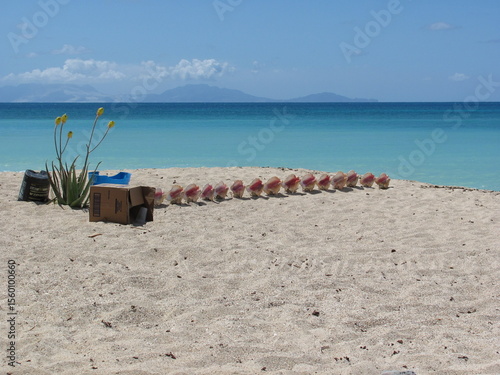 Shells in a row on a beach