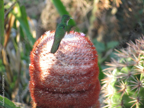 Hummingbird over a large red flower, cacti top