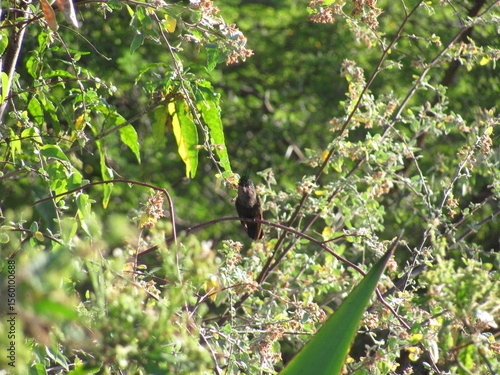 Bird in green foliage