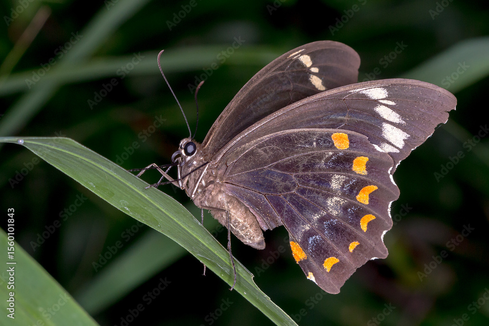 Obraz premium Orchard Swallowtail (Papilio aegeus) - Female Butterfly Resting in Natural Setting