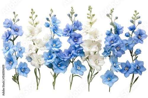 Blue and white delphinium flowers watercolor border on white background
