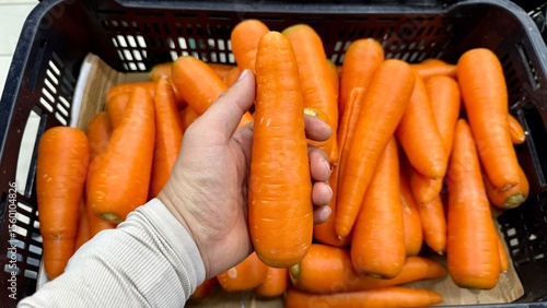 carrots in a market. A close-up shot of a person holding a fresh, vibrant orange carrot over a black plastic crate filled with similarly sized carrots at a grocery store or market. 
