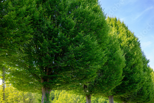 Selective focus bushes of Carpinus betulus trees along the side road with green leaves, The European or common hornbeam is a species of tree in the birch family Betulaceae, Natural greenery background