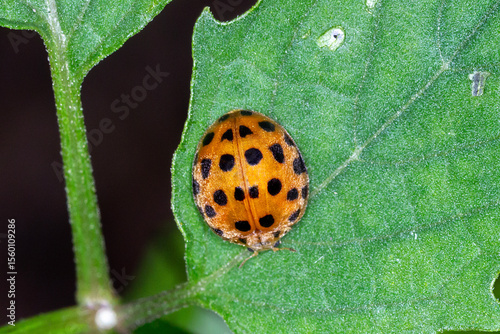 Black Spotted Lady Beetle - 28-Spotted Potato Ladybird (Henosepilachna vigintioctopunctata)