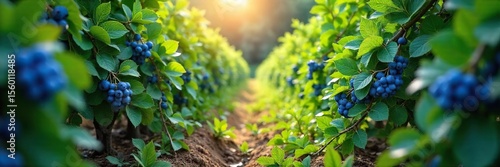 Wallpaper Mural Sun-Drenched Blueberry Harvest Ripe, Plump Berries Ready for Picking on Lush Summer Bushes Torontodigital.ca
