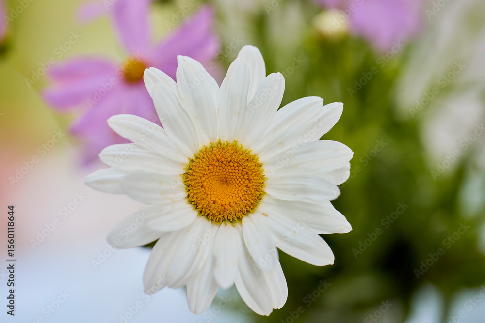 macro photo of a daisy flower macro photo of a daisy flower