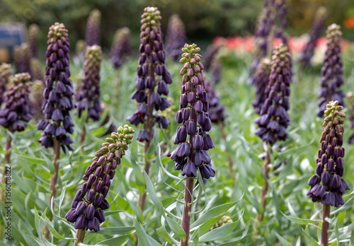 Dark flowers of Fritllaria Persica blooming in a garden