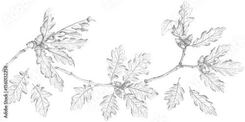 A banner with a pattern of oak branches with leaves and acorns on a white background. Pencil sketch, botanical illustration, artistic design. Oak bark, medicinal. Template for packaging design