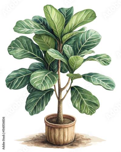 vector of a fiddle leaf fig plant with broad, veined green leaves and woody stem, isolated on white background
