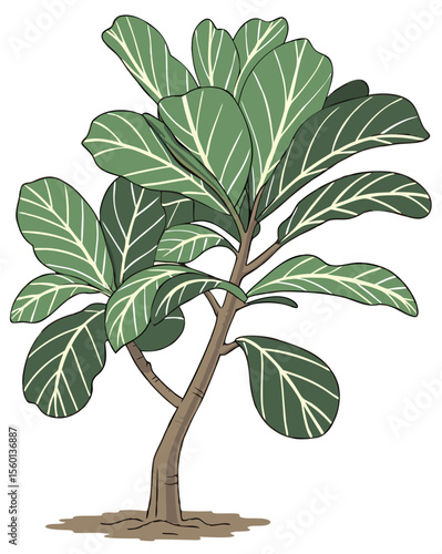 vector of a fiddle leaf fig plant with broad, veined green leaves and woody stem, isolated on white background
